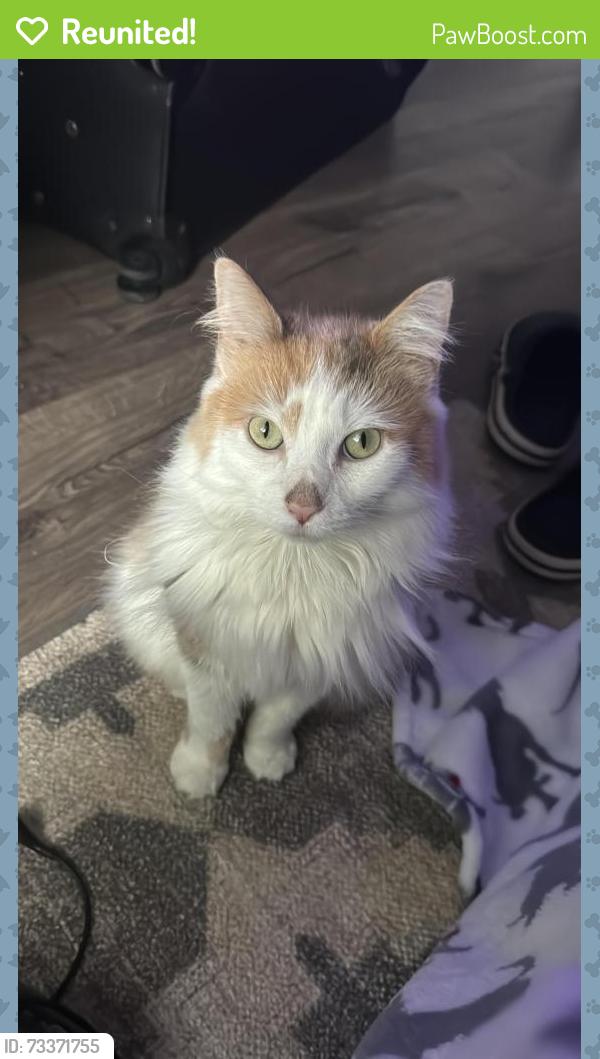 Reunited Female Cat last seen Near s berford ave, islandia, Islandia, NY 11749
