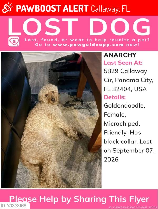 Lost Female Dog last seen Tyndal, Callaway, FL 32404