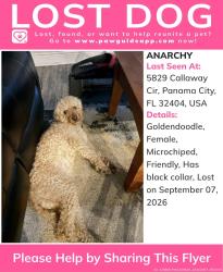 Lost Female Dog last seen Tyndal, Callaway, FL 32404