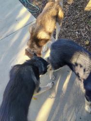 Lost Male Dog last seen Kings canyon area, Fresno, CA 93702