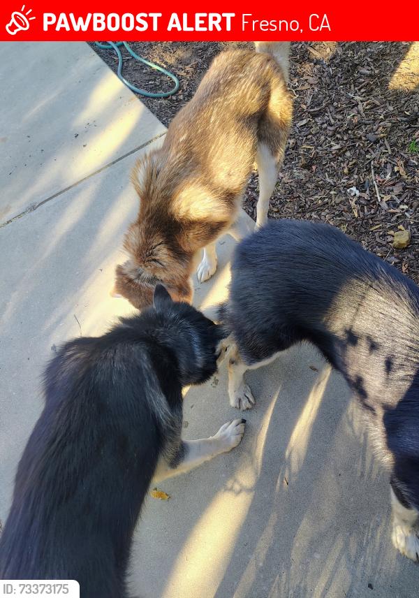 Lost Male Dog last seen Kings canyon area, Fresno, CA 93702