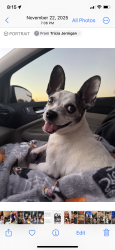 Lost Female Dog last seen Highlands subdivision. Home connects to Shiloh road, Tyler, TX 75703