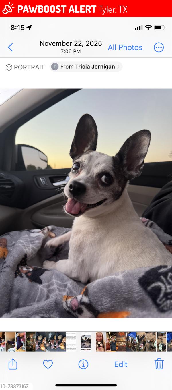 Lost Female Dog last seen Highlands subdivision. Home connects to Shiloh road, Tyler, TX 75703