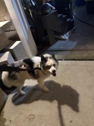 Found/Stray Male Dog last seen Tussing Road and Arrowsmith, Columbus, OH 43068