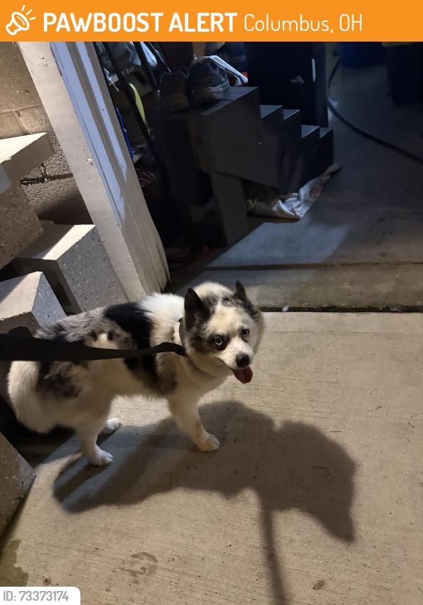 Found/Stray Male Dog last seen Tussing Road and Arrowsmith, Columbus, OH 43068