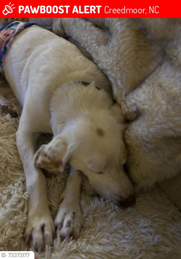 Lost Male Dog last seen Pope road, Creedmoor, NC 27522