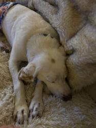 Lost Male Dog last seen Pope road, Creedmoor, NC 27522