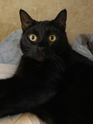 Lost Male Cat last seen Wild Peach Elementary, Brazoria, TX 77422