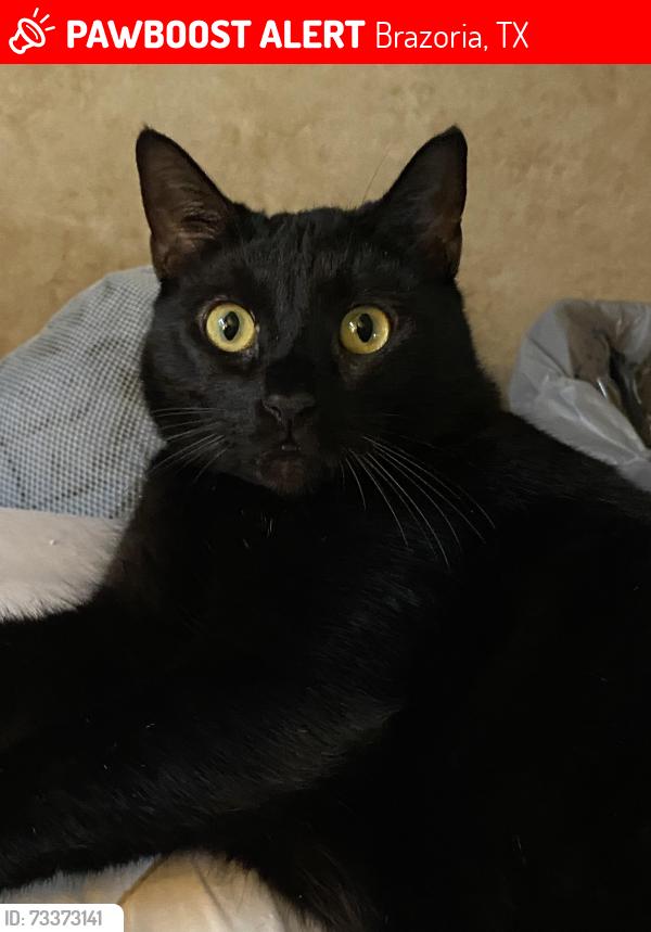 Lost Male Cat last seen Wild Peach Elementary, Brazoria, TX 77422