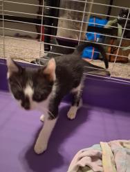 Found/Stray Male Cat last seen Across the street from Fire Station 2, next to the golf course. We found him along a fence line next to Fairway apmts, Johnson City, TN 37604
