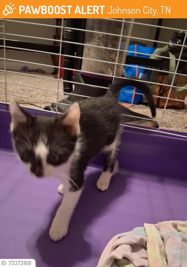 Found/Stray Male Cat last seen Across the street from Fire Station 2, next to the golf course. We found him along a fence line next to Fairway apmts, Johnson City, TN 37604