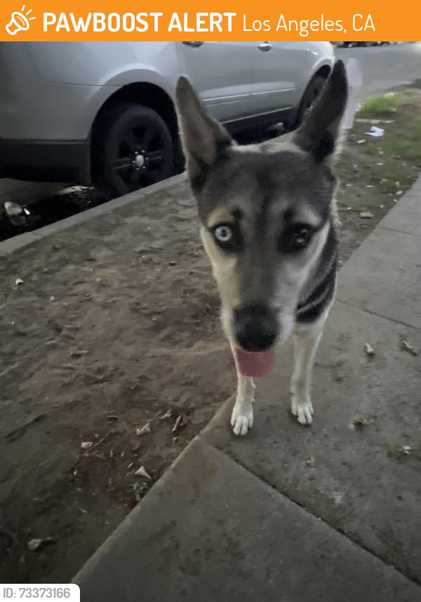 Found/Stray Male Dog last seen Near and Ascot, Los Angeles, CA 90011