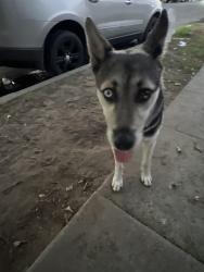 Found/Stray Male Dog last seen Near and Ascot, Los Angeles, CA 90011