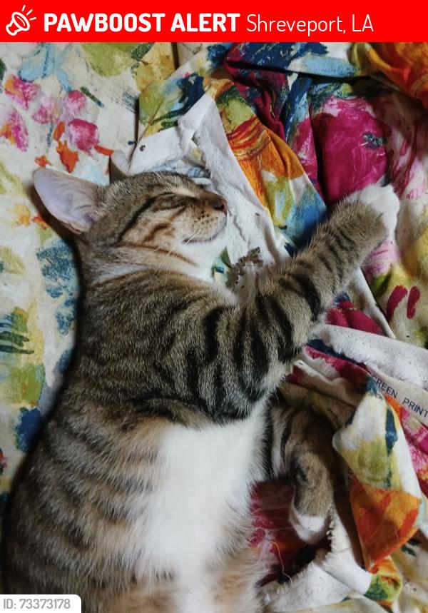 Lost Male Cat last seen Near Atlantic Avenue, Shreveport, LA 71105