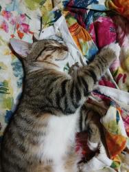 Lost Male Cat last seen Near Atlantic Avenue, Shreveport, LA 71105