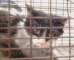 Shelter Stray Female Cat last seen OSLO CT/ WALERGA RD, 95843, 3839 Bradshaw Rd, Sacramento, CA 95827, USA