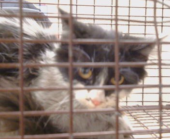 Shelter Stray Female Cat last seen OSLO CT/ WALERGA RD, 95843, 3839 Bradshaw Rd, Sacramento, CA 95827, USA