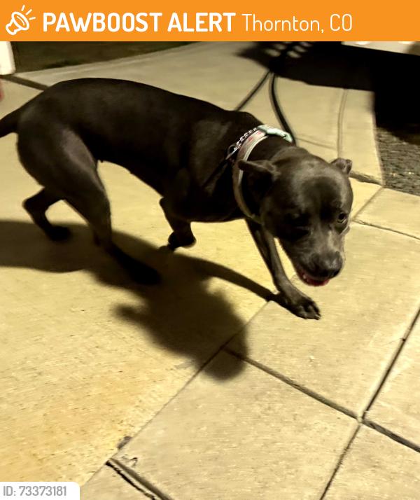 Found/Stray Female Dog last seen Monroe St and 91st, Thornton, CO 80229