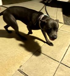 Found/Stray Female Dog last seen Monroe St and 91st, Thornton, CO 80229
