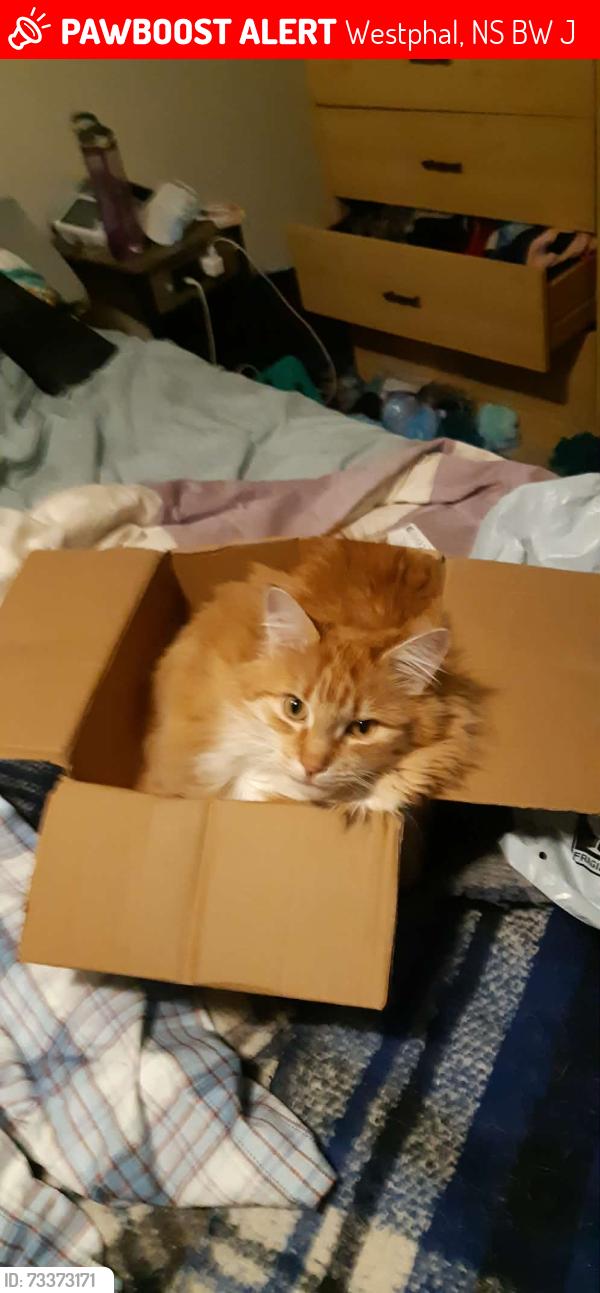 Lost Male Cat last seen Broom Road, Westphal, NS B2W 6J6