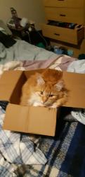 Lost Male Cat last seen Broom Road, Westphal, NS B2W 6J6