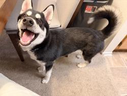 Found/Stray Male Dog last seen The bark dog park, Rancho Cucamonga, CA 91701