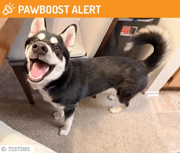 Found/Stray Male Dog last seen The bark dog park, Rancho Cucamonga, CA 91701