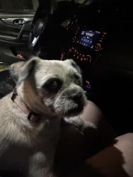 Found/Stray Female Dog last seen Old military hwy, Brownsville, TX 78520