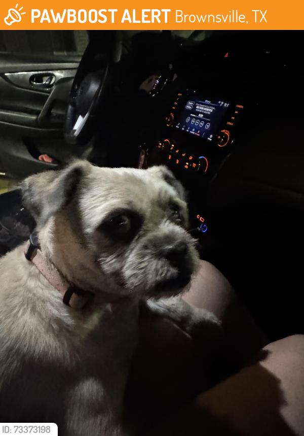 Found/Stray Female Dog last seen Old military hwy, Brownsville, TX 78520