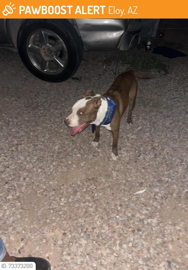 Found/Stray Male Dog last seen Eloy, Eloy, AZ 85231