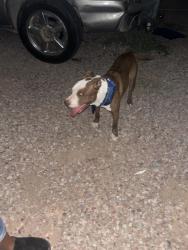 Found/Stray Male Dog last seen Eloy, Eloy, AZ 85231