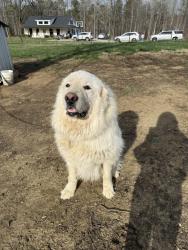 Reunited Male Dog last seen N Graham Hopedale Rd, Burlington, NC 27217