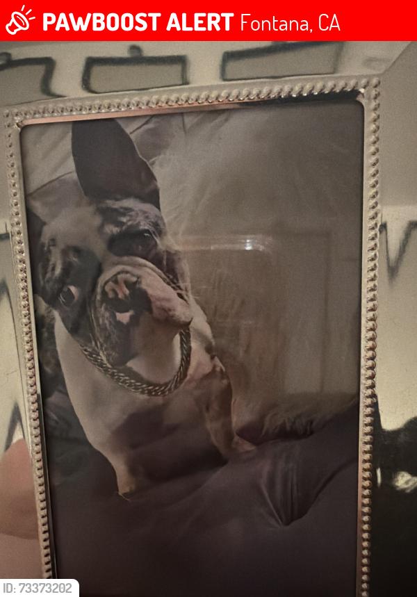 Lost Male Dog last seen Citrus and summit, Fontana, CA 92336