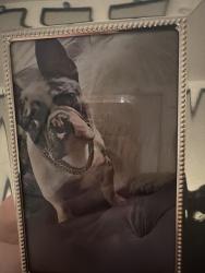 Lost Male Dog last seen Citrus and summit, Fontana, CA 92336