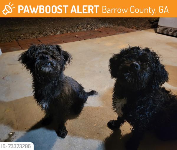 Found/Stray Male Dog last seen Tanners bridge circle, Barrow County, GA 30620