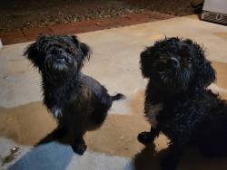 Found/Stray Male Dog last seen Tanners bridge circle, Barrow County, GA 30620