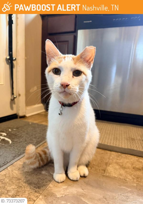 Found/Stray Male Cat last seen Harrison St and Nolensville Rd, Nashville, TN 37211