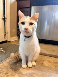 Found/Stray Male Cat last seen Harrison St and Nolensville Rd, Nashville, TN 37211