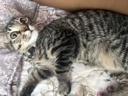 Lost Male Cat last seen Sw 7 st and Kimberly blvd, Margate, FL 33068