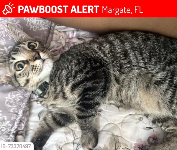Lost Male Cat last seen Sw 7 st and Kimberly blvd, Margate, FL 33068