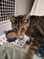 Found/Stray Male Cat last seen Southeastern and Prospect St., Indianapolis, IN 46203