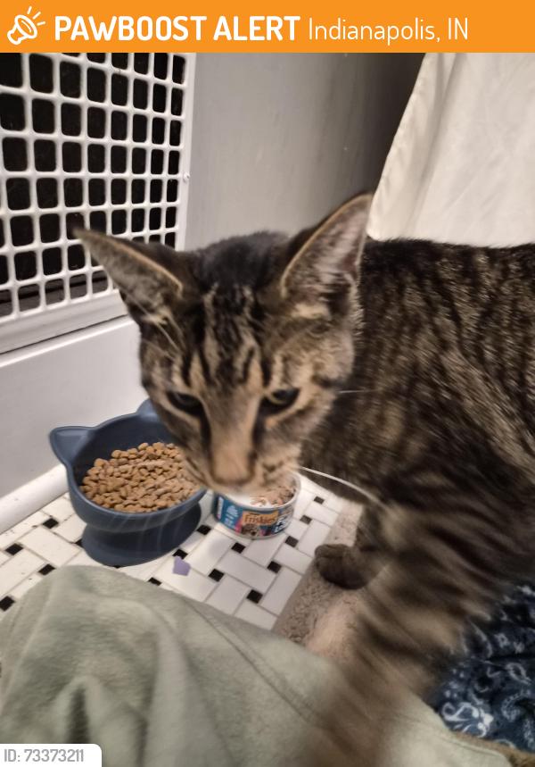 Found/Stray Male Cat last seen Southeastern and Prospect St., Indianapolis, IN 46203