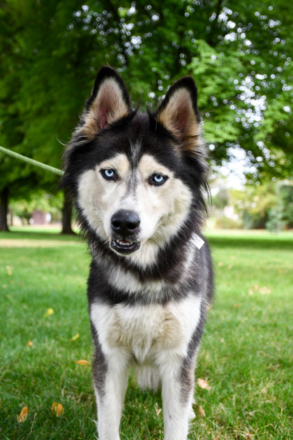 Shelter Stray Female Dog last seen Near E Nob Hill Blvd, City of Yakima, WA, 2405 W Birchfield Rd, Yakima, WA 98901, USA
