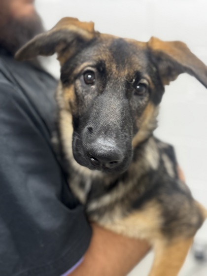 Shelter Stray Female Dog last seen Elrino St & Bessemer Ave, 21224, MD, 2490 Giles Rd, Baltimore, MD 21225, USA
