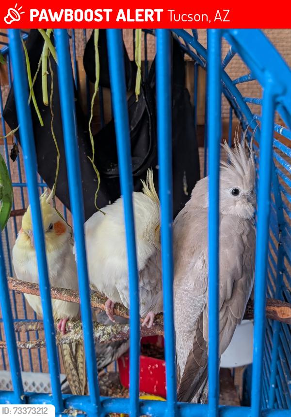 Lost Unknown Bird last seen Linda Vista and Thornydale, Tucson, AZ 85742