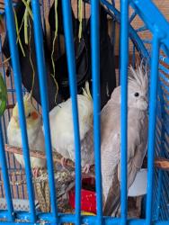 Lost Unknown Bird last seen Linda Vista and Thornydale, Tucson, AZ 85742