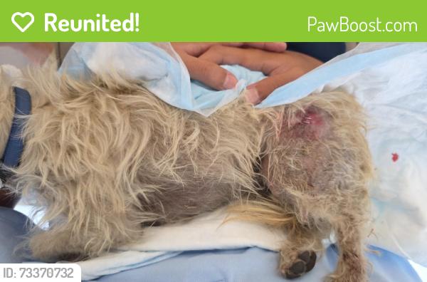 Reunited Male Dog last seen South Rowan Ave. And Verona St., East Los Angeles, CA 90023