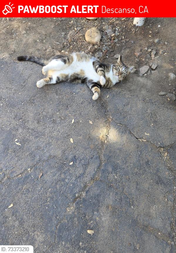 Lost Male Cat last seen Sycamore street, Descanso, CA 91916