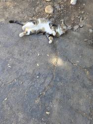 Lost Male Cat last seen Sycamore street, Descanso, CA 91916