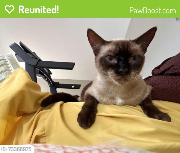 Reunited Female Cat last seen Del Rio, Lakeshore Drive, Tallahassee, FL 32312